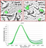 Identify Agglomerates 